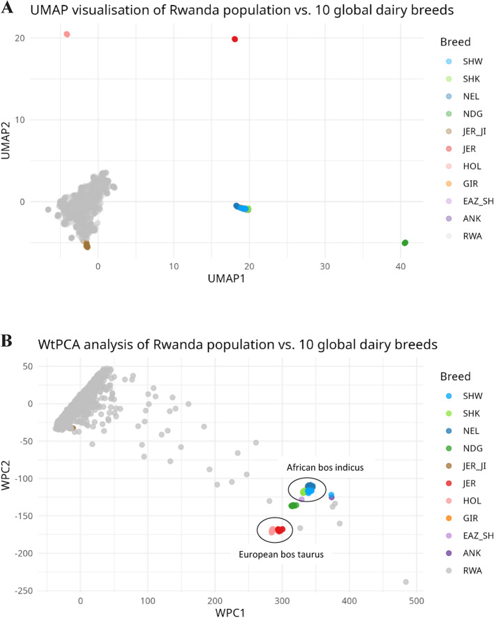 The genetic structure and diversity of smallholder dairy cattle in Rwanda.