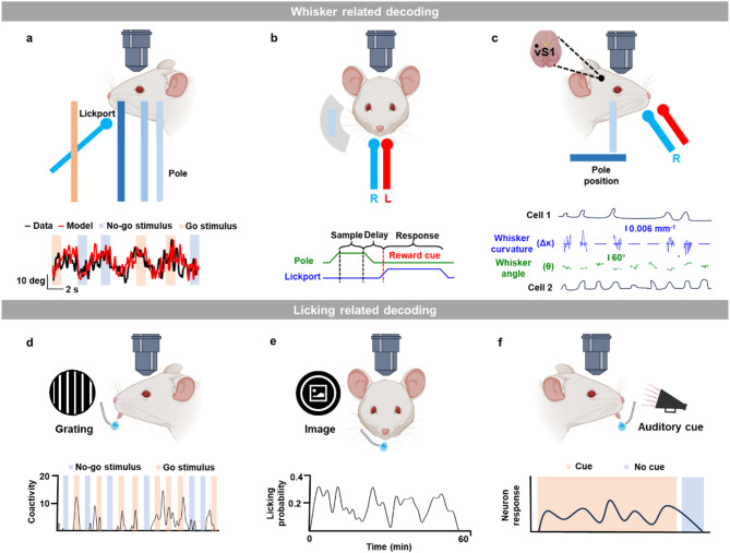 Reveal the mechanism of brain function with fluorescence microscopy at single-cell resolution: from neural decoding to encoding.