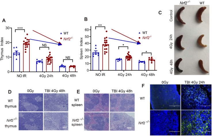 Nrf2 Deficiency Brings About Increased Sensitive to IR and 7,12-dimethylbenz(a)anthracene and Leukemia Predisposition.