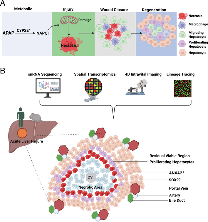 Multimodal decoding of human liver regeneration uncovers novel ANXA2+ migratory hepatocytes for wound healing.