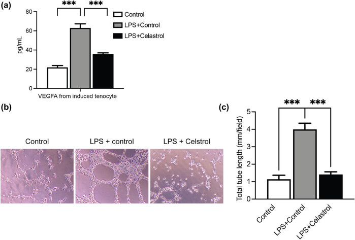 Celastrol suppresses neovascularization in rat aortic vascular endothelial cells stimulated by inflammatory tenocytes via modulating the NLRP3 pathway.