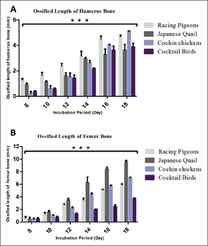 Histomorphometry of limb skeletogenesis in prehatched precocial embryos (Japanese quail and Cochin chicken) and altricial embryos (racing pigeons and cockatiel birds).