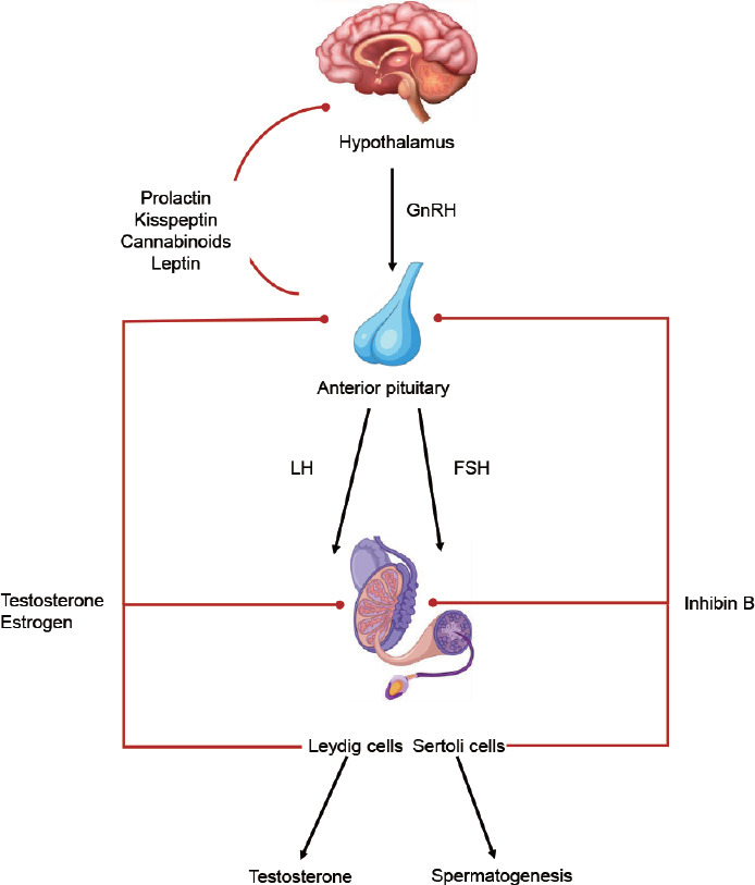 Nonobstructive azoospermia: an etiologic review.
