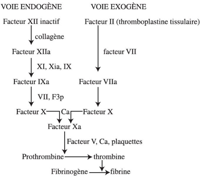 [Severe congenital Factor VII deficiency discovered incidentally in the peripartum period: a case report].