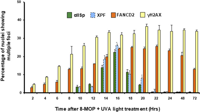 Critical role of alpha spectrin in DNA repair: the importance of μ-calpain and Fanconi anemia proteins.