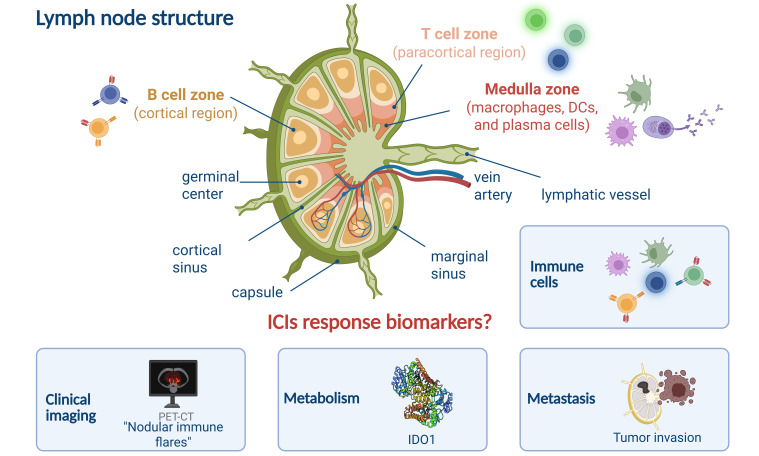 Harnessing the power of tumor-draining lymph nodes: unveiling predictive biomarkers for immune checkpoint inhibitor.