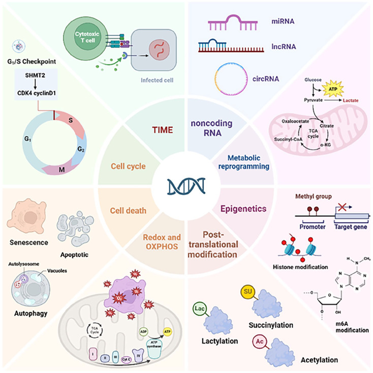 Mechanism and Therapeutic Progress of One-Carbon Metabolic Key Enzyme: Serine Hydroxymethyltransferase 2 in Cancer.