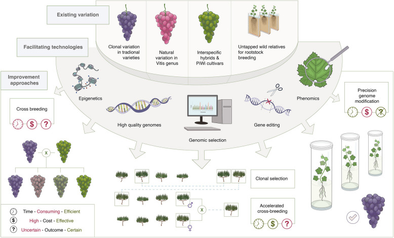 A new climate for genomic and epigenomic innovation in grapevine.