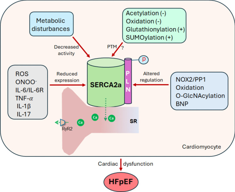 SERCA2a dysfunction in the pathophysiology of heart failure with preserved ejection fraction: a direct role is yet to be established.