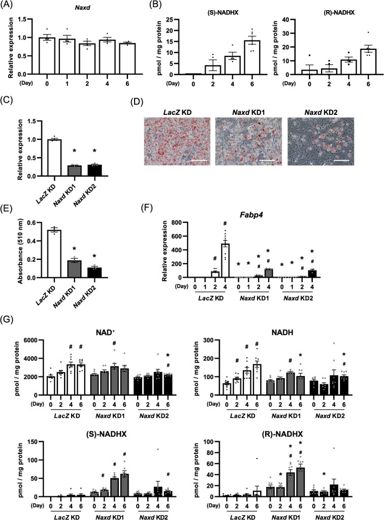 Suppression of ATP-dependent (S)-NAD(P)H-hydrate dehydratase expression inhibits adipocyte differentiation of 3T3-L1 preadipocytes by increasing excessive accumulation of NADHX.
