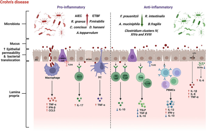 Role and mechanism of gut microbiota-host interactions in the pathogenesis of Crohn's disease.