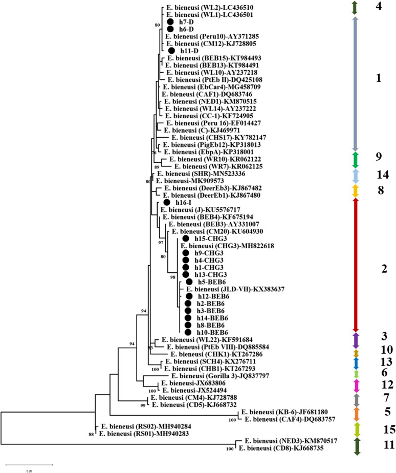Identifying zoonotic risks: molecular insights into Cryptosporidium and Enterocytozoon bieneusi in pediatric cancer patients in Ahvaz, 2024.