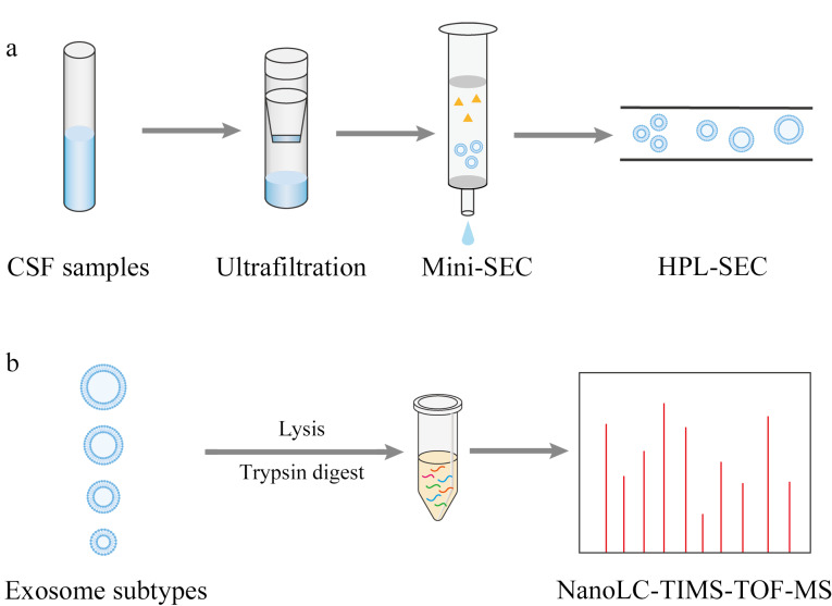 [Isolation and proteomics analysis of cerebrospinal fluid exosome subtypes].