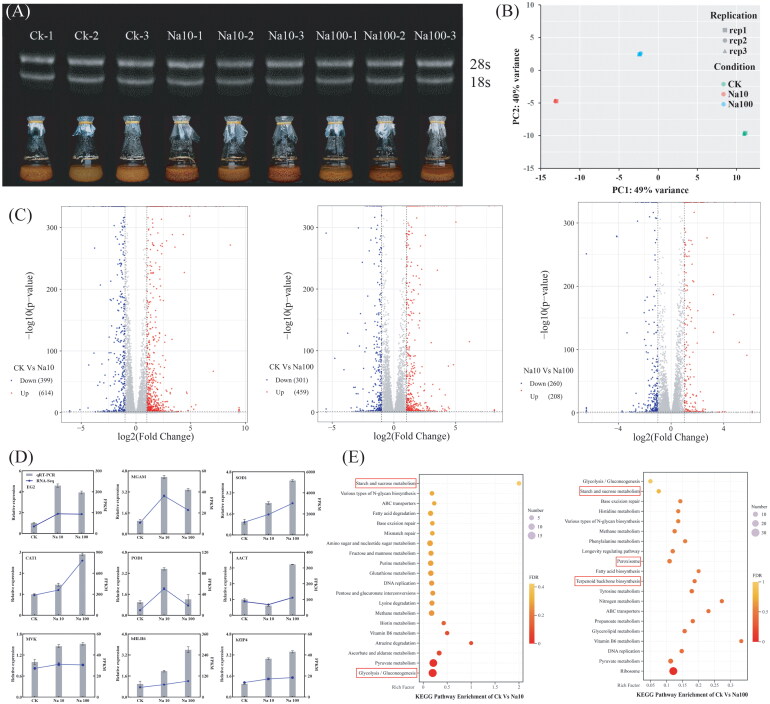 Transcriptome Analysis to Elucidate the Response of <i>Sanghuangporus baumii</i> (Pilát) L.W. Zhou & Y.C. Dai to Sodium Treatment.