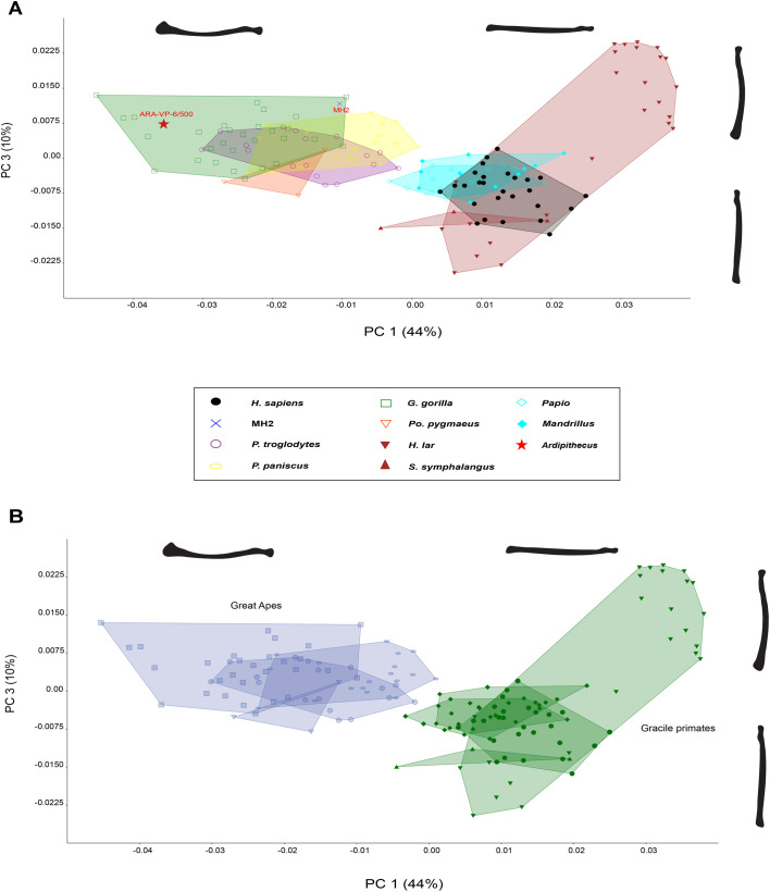 Elliptical Fourier analysis of hominoid radius shape: implications for Ardipithecus ramidus.