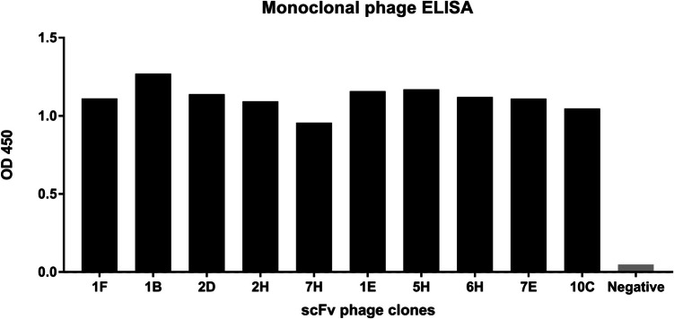 Construction, expression, and characterization of scFv fragment against Fasciola gigantica cathepsin L1H.
