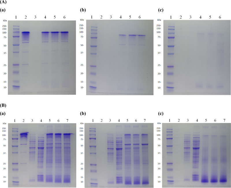 Functional Properties of Heat-Killed Lactic Acid Bacteria Isolated from Vietnamese Feces.
