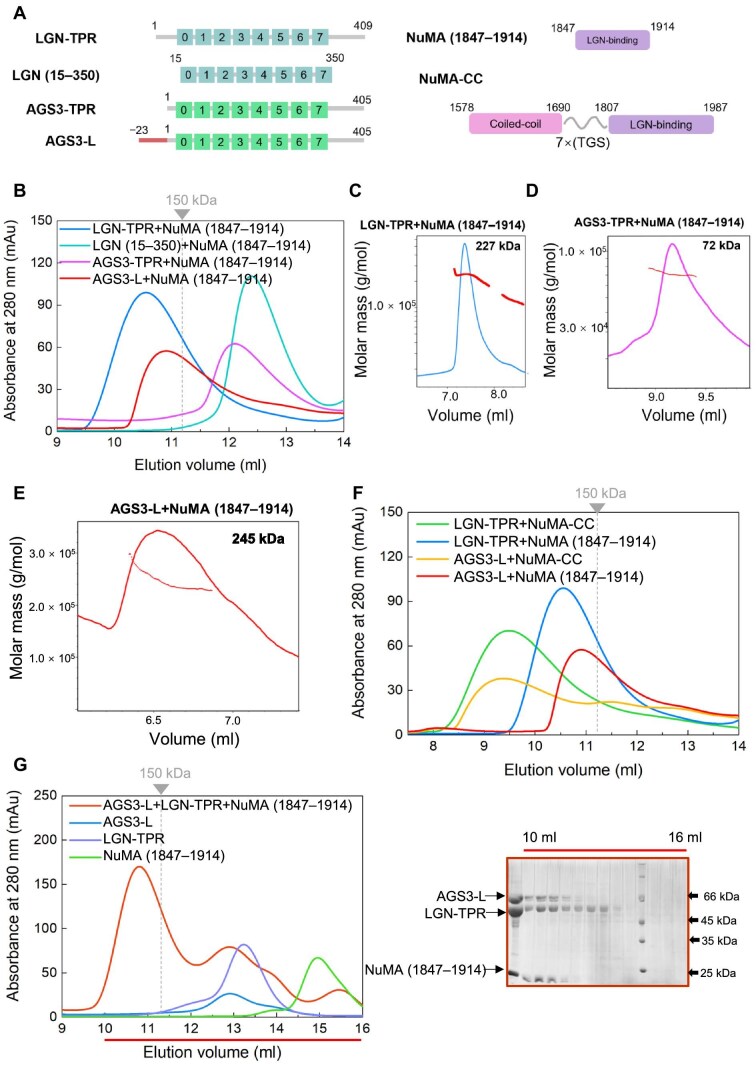 Molecular insights into AGS3's role in spindle orientation: a biochemical perspective.