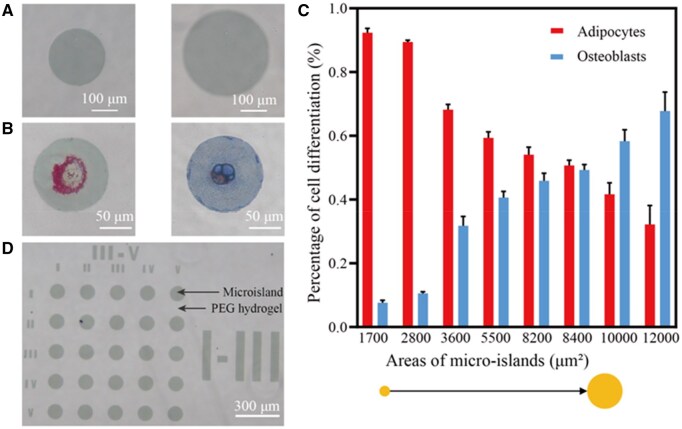Y-shaped DNA as a dynamic self-assembly nanomaterial for phenotype-specific regulation of stem cell differentiation on the gene level.