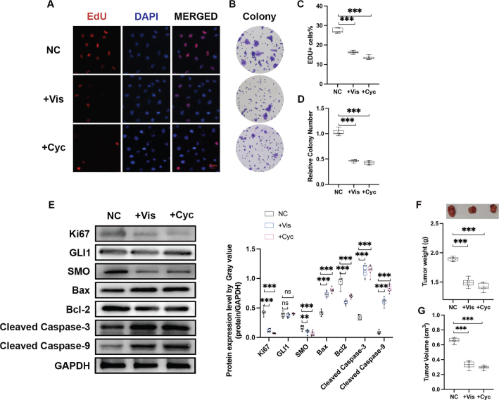 Hedgehog inhibitors exert anti-proliferation effects and synergistically interact with trastuzumab in HER2-positive gastric cancer models.