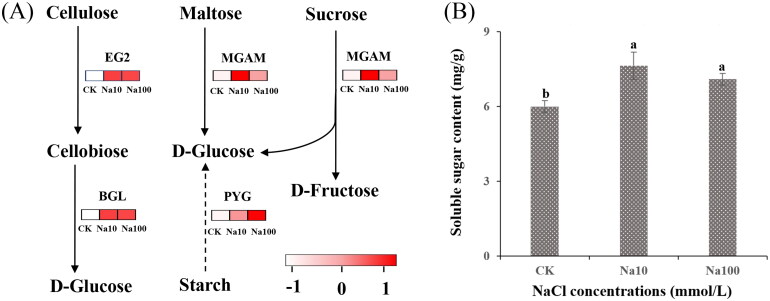 Transcriptome Analysis to Elucidate the Response of <i>Sanghuangporus baumii</i> (Pilát) L.W. Zhou & Y.C. Dai to Sodium Treatment.