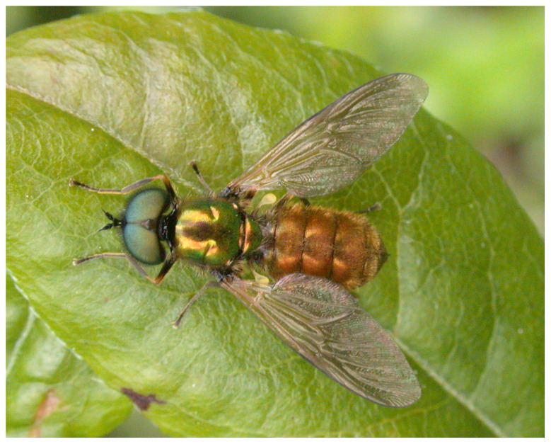 The genome sequence of the Broad Centurion soldierfly, <i>Chloromyia formosa</i> (Scopoli, 1763).