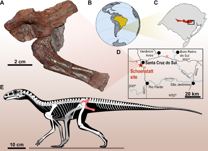 Continuous presence of dinosauromorphs in South America throughout the Middle to the Late Triassic.