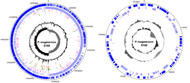 Complete genome sequence of <i>Priestia megaterium</i> S188, a hydrogen sulfide-degrading bacterium.