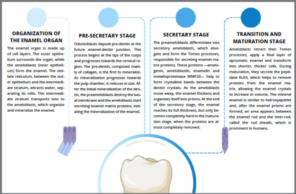 Developmental enamel defects: a must-know for orthodontic practice.