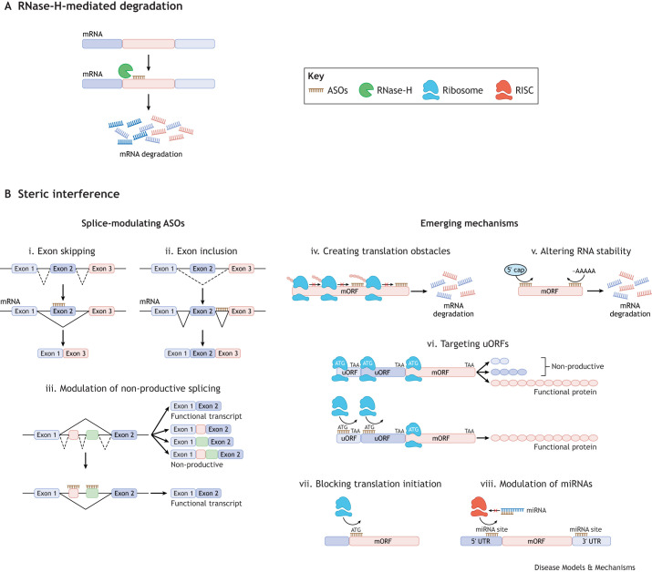 Overgrowth-intellectual disability disorders: progress in biology, patient advocacy and innovative therapies.