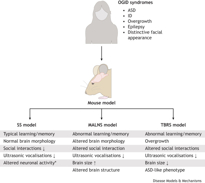 Overgrowth-intellectual disability disorders: progress in biology, patient advocacy and innovative therapies.