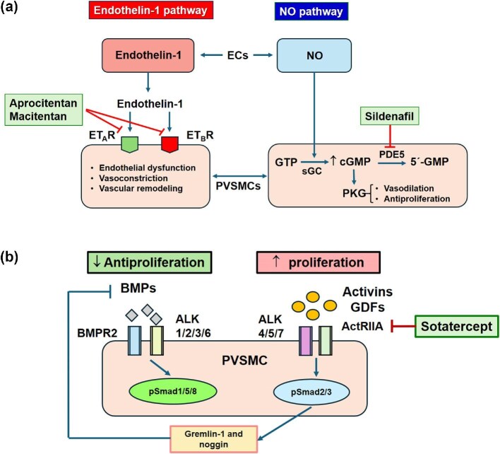 New pharmacological agents and novel cardiovascular pharmacotherapy strategies in 2024.