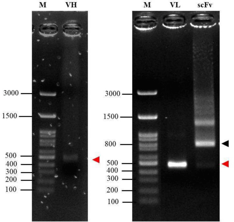 Construction, expression, and characterization of scFv fragment against Fasciola gigantica cathepsin L1H.