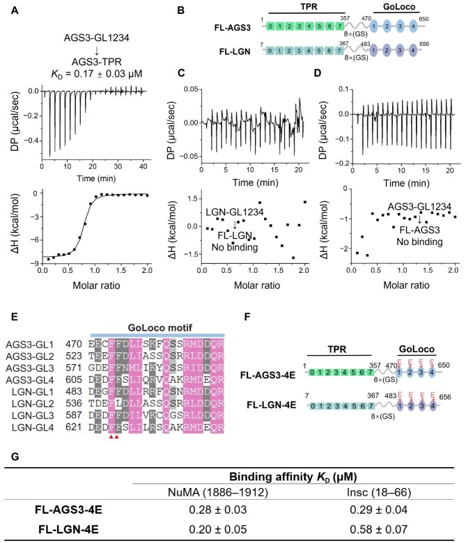 Molecular insights into AGS3's role in spindle orientation: a biochemical perspective.