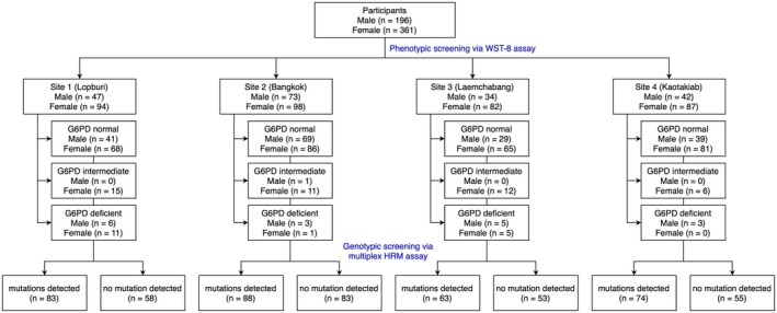 Improved genetic screening with zygosity detection through multiplex high-resolution melting curve analysis and biochemical characterisation for G6PD deficiency.