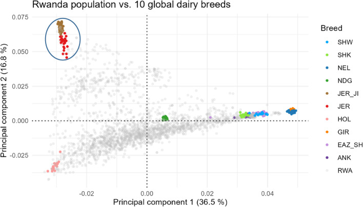 The genetic structure and diversity of smallholder dairy cattle in Rwanda.
