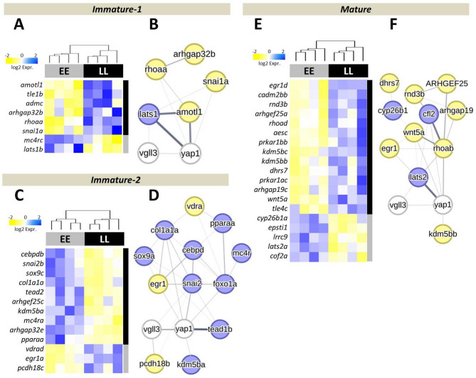 Brain-associated alterations of Hippo pathway transcription in early maturing Atlantic salmon.