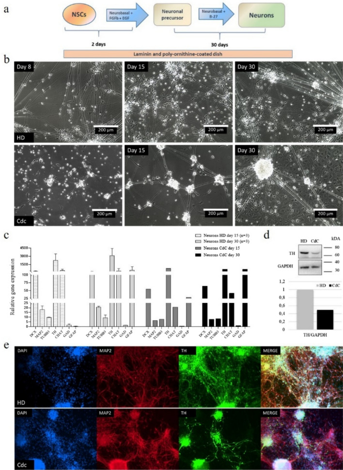 Establishment and characterization of Cri Du Chat neuronal stem cells: a novel promising resource to study the syndrome.