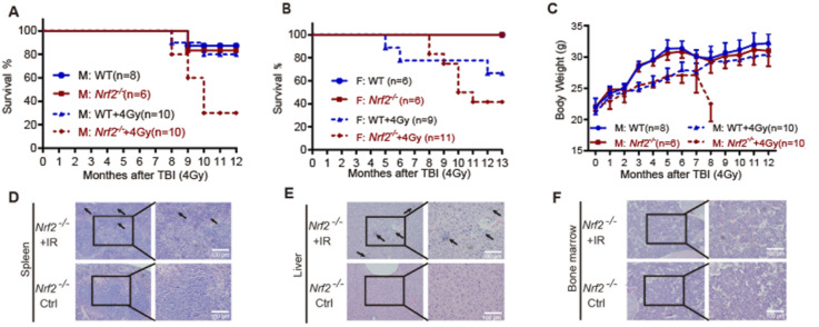 Nrf2 Deficiency Brings About Increased Sensitive to IR and 7,12-dimethylbenz(a)anthracene and Leukemia Predisposition.
