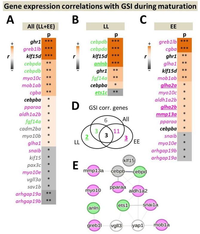 Brain-associated alterations of Hippo pathway transcription in early maturing Atlantic salmon.