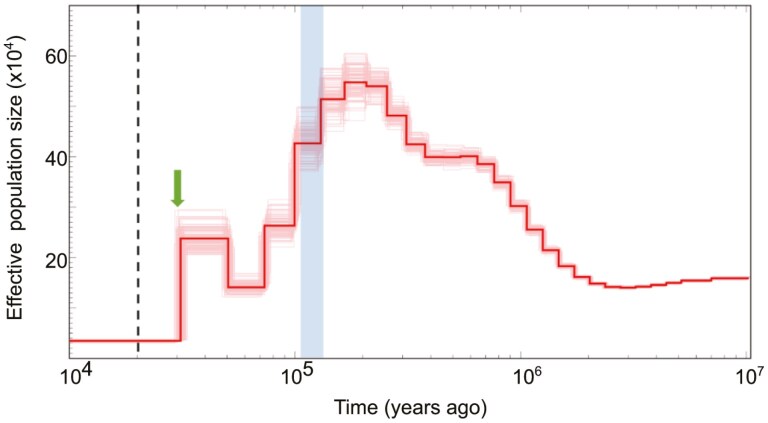 Hybrid genome assembly of the widespread bat Rhinolophus lepidus provides insights into susceptibility to SARS-CoV-2 infection and climate change threat.