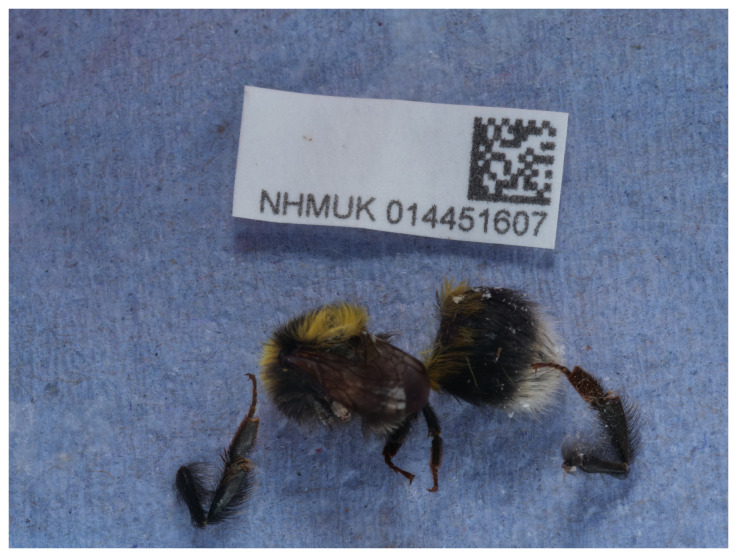 The genome sequence of the Heath Bumblebee, <i>Bombus jonellus</i> (Kirby, 1802).