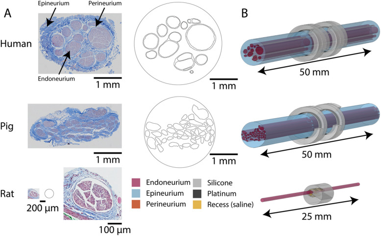 Scaling of vagus nerve stimulation parameters does not achieve equivalent nerve responses across species.