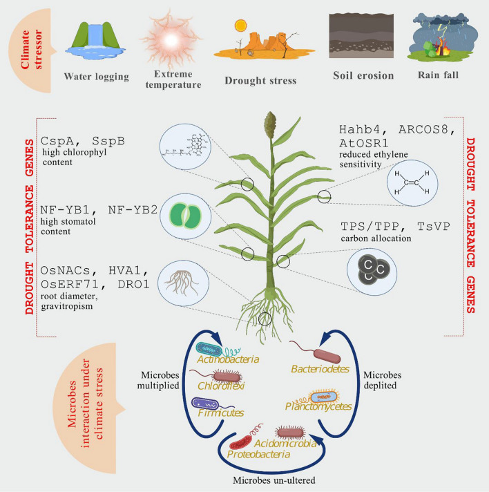 Advancing Climate-Resilient Sorghum: the Synergistic Role of Plant Biotechnology and Microbial Interactions.
