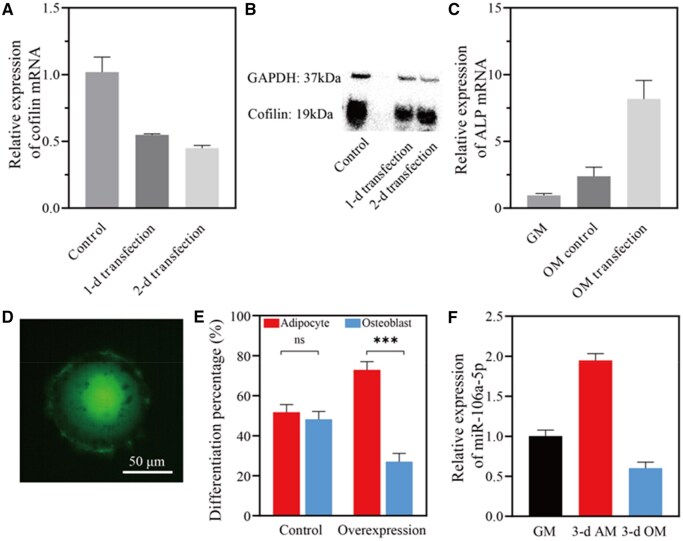 Y-shaped DNA as a dynamic self-assembly nanomaterial for phenotype-specific regulation of stem cell differentiation on the gene level.