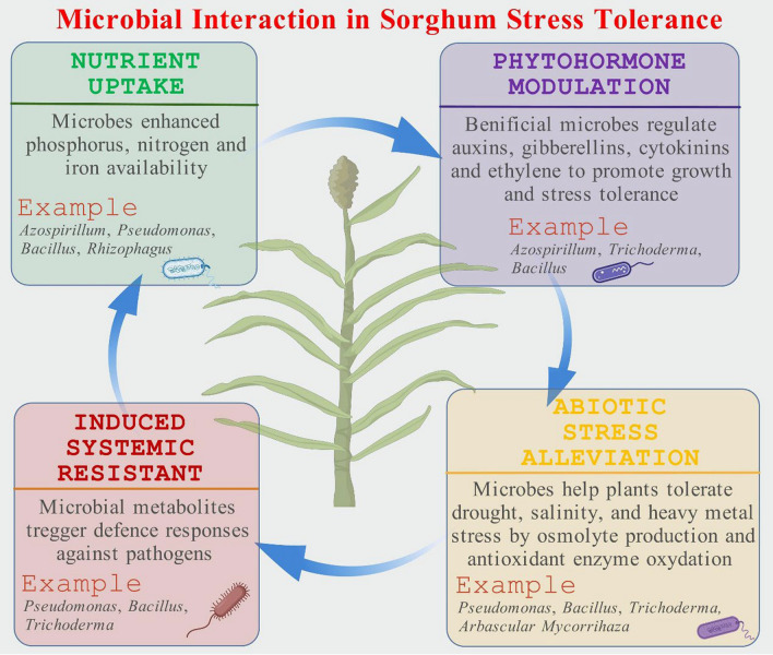 Advancing Climate-Resilient Sorghum: the Synergistic Role of Plant Biotechnology and Microbial Interactions.