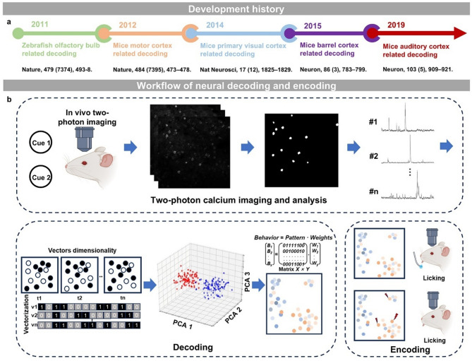 Reveal the mechanism of brain function with fluorescence microscopy at single-cell resolution: from neural decoding to encoding.
