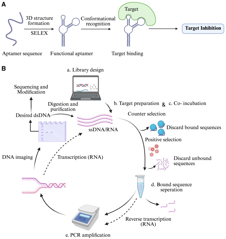 Antibody and aptamer-based therapies for osteoarthritis: Application of antibodies and promise of aptamers.