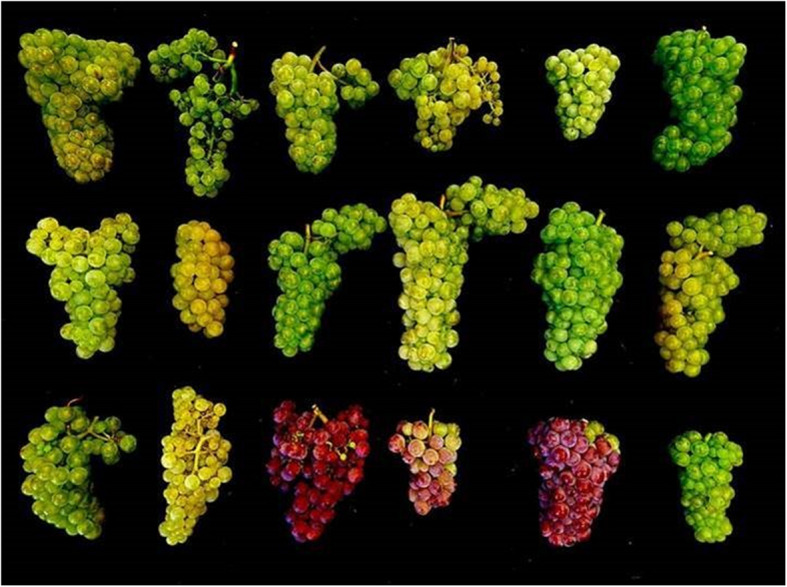 A new climate for genomic and epigenomic innovation in grapevine.