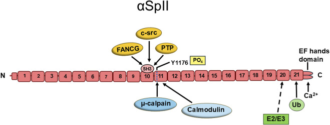 Critical role of alpha spectrin in DNA repair: the importance of μ-calpain and Fanconi anemia proteins.